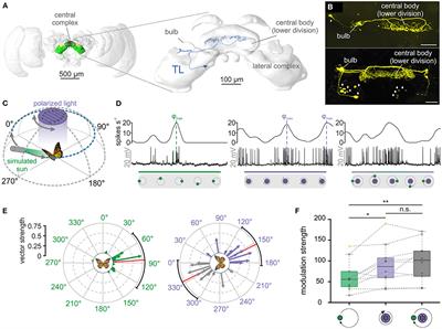 Weighting of Celestial and Terrestrial Cues in the Monarch Butterfly Central Complex